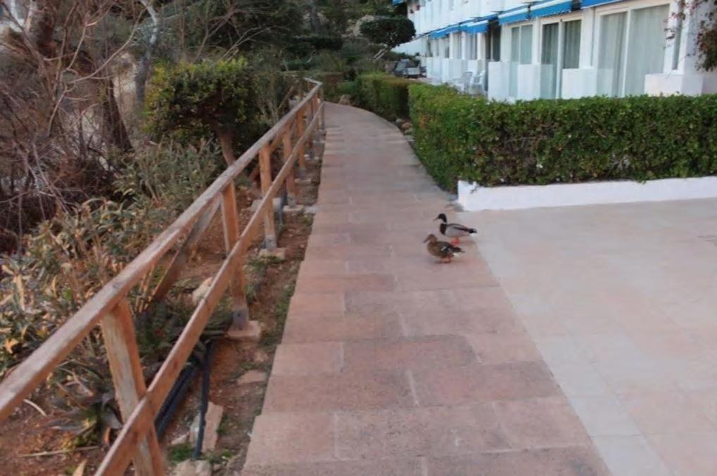 Apartamento Caesar Santa Ponsa